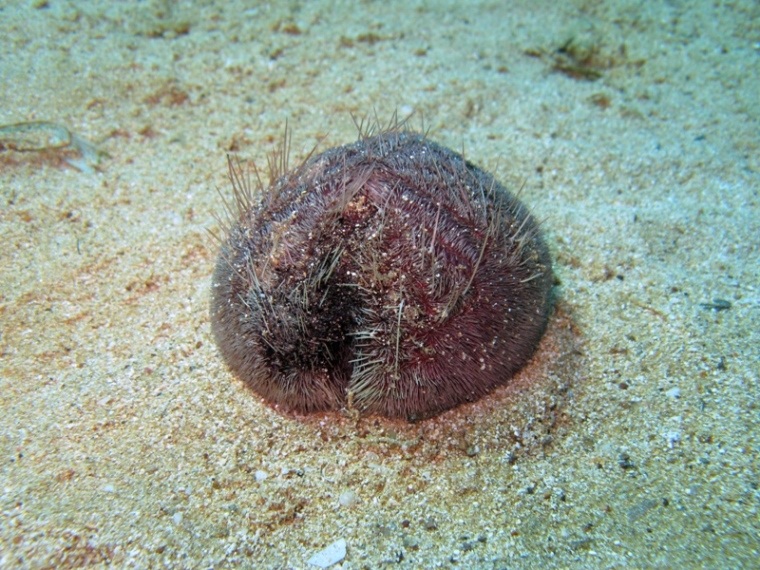 Spatangus purpureus (O.F. Müller, 1776)
